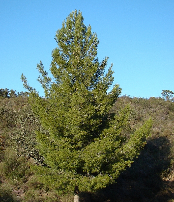 Pinus pinea
