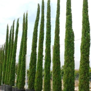 Cupressus sempervirens pyramidalis