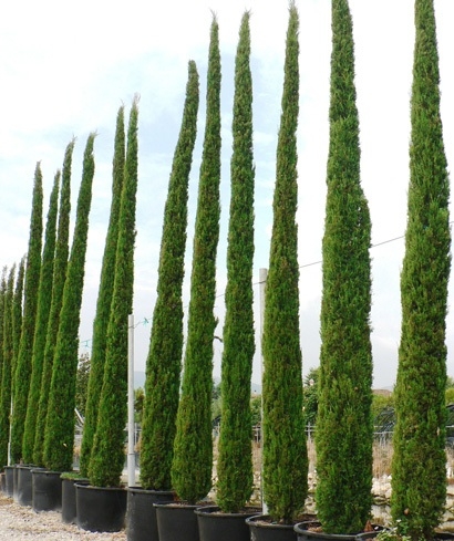 Cupressus sempervirens pyramidalis