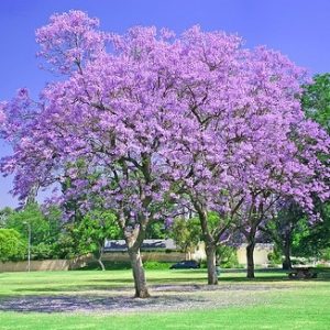 Jacaranda mimosifolia