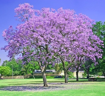 Jacaranda mimosifolia