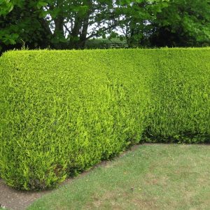 Cupressocyparis leylandii