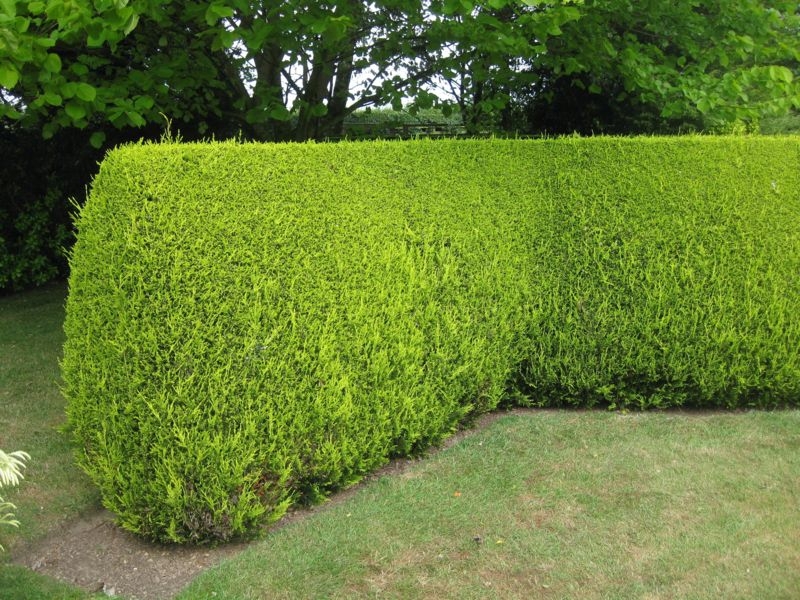 Cupressocyparis leylandii