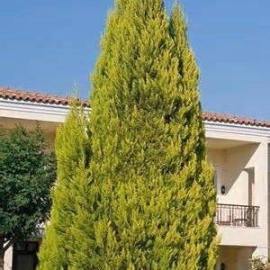 Cupressus macrocarpa 'Gold Crest'