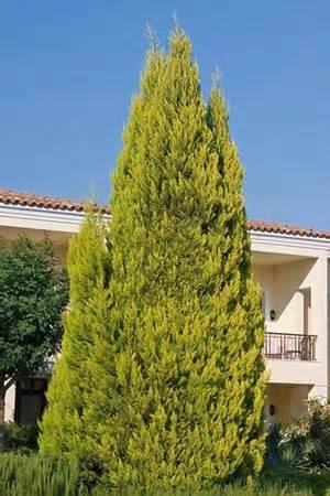 Cupressus macrocarpa 'Gold Crest'