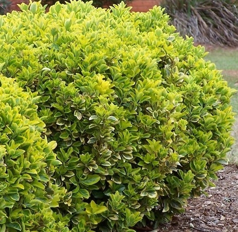 Euonymus japonicus