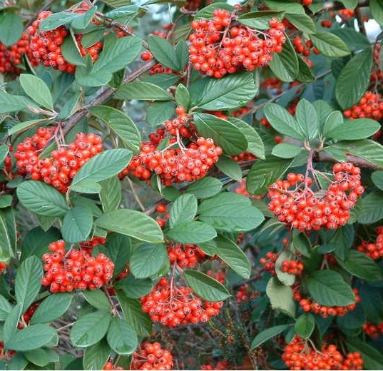 Cotoneaster lacteus