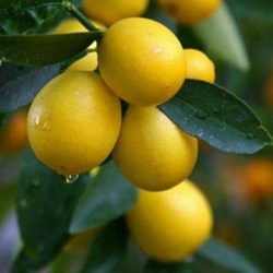 Limequat