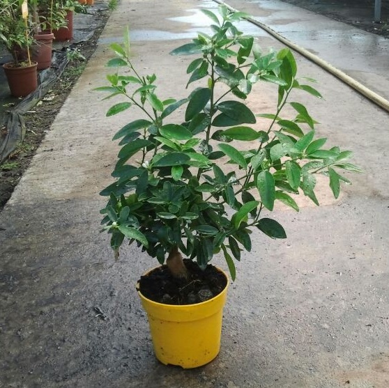 limequat comprar