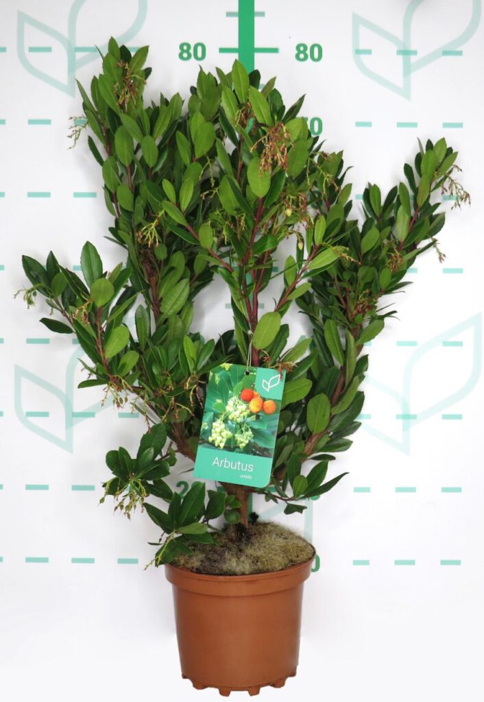 comprar madroño planta 