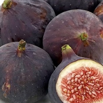higuera negra