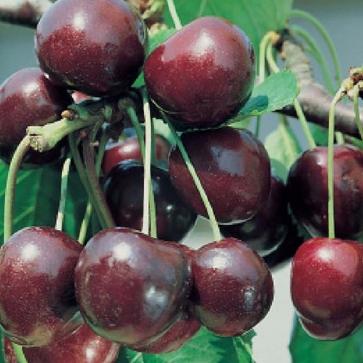 Cerezo Picota