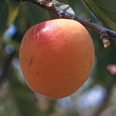 Albaricoquero Bulida