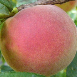 Melocotonero Catherine