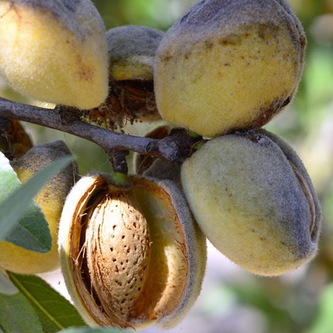 Almendro variedad Marcona