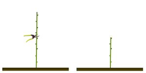 1 un ano plantadacorte1