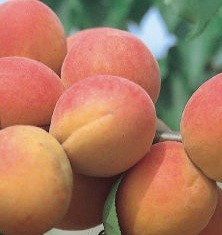 Albaricoquero variedad Paviot