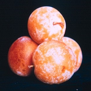 Ciruelo Songold