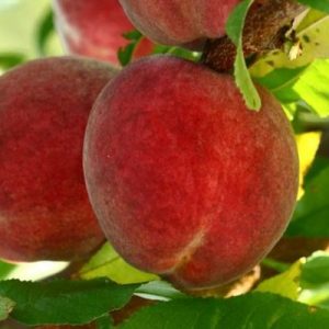 Melocotonero Flavorcrest