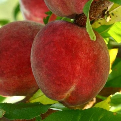Melocotonero Flavorcrest