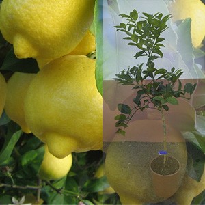 Limonero variedad Eureka 2 años