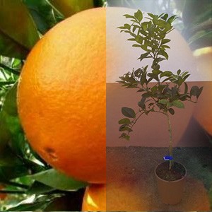 Naranjo variedad Washington Navel 2 años