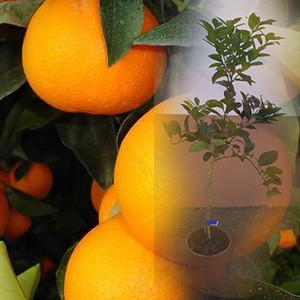 Naranjo variedad Lane late 2 años