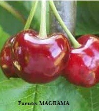Cerezo variedad Cristobalina