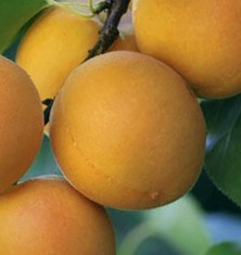 Albaricoquero variedad Palabras