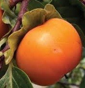 Caqui variedad Sharon