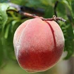 Melocotonero variedad Summer Sun