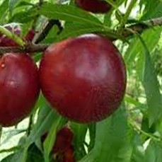 Nectarino variedad Crimson Baby