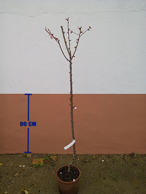 vivero nectarina