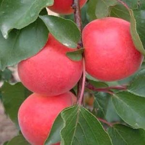 Albaricoquero variedad Bergarouge