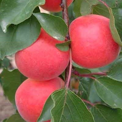 Albaricoquero variedad Bergarouge