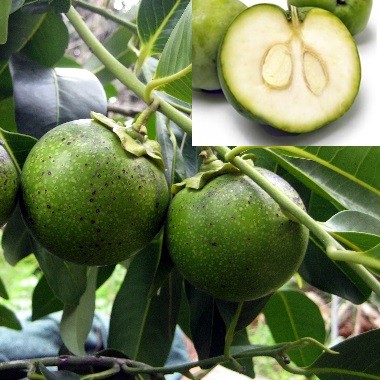 Zapote blanco