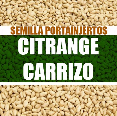 Citrange Carrizo