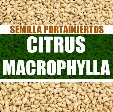 Citrus macrophylla