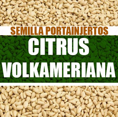 Citrus volkameriana
