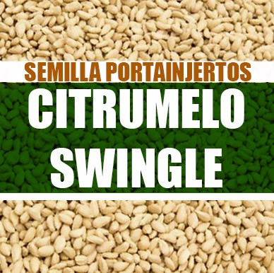 Citrumelo Swingle