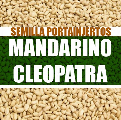 Mandarino Cleopatra