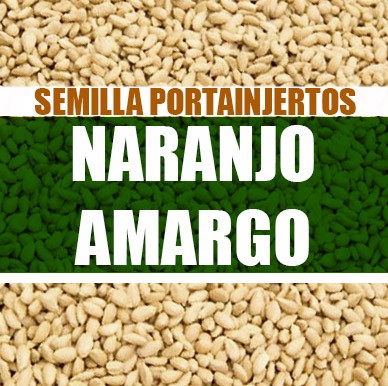 Naranjo amargo
