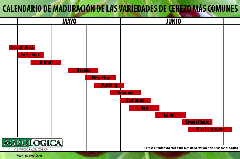Calendario maduracion cerezo