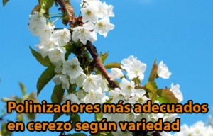 Tabla Polinizadores mas adecuados en cerezo segun variedad 300x192 1