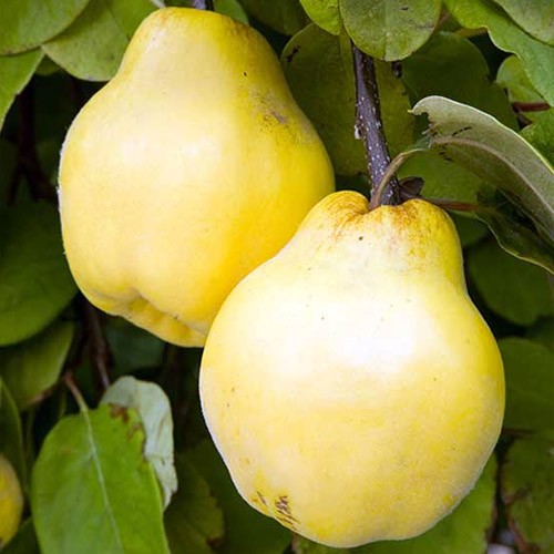 Membrillero variedad Gigante de Wranja