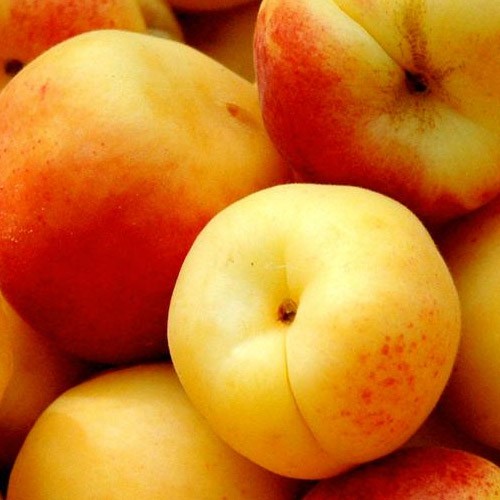 Albaricoquero variedad Currot