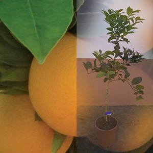 Naranjo variedad Valencia Late 3 años