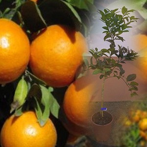 Clementina variedad Hernandina