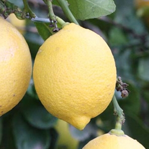 Limonero variedad Fino