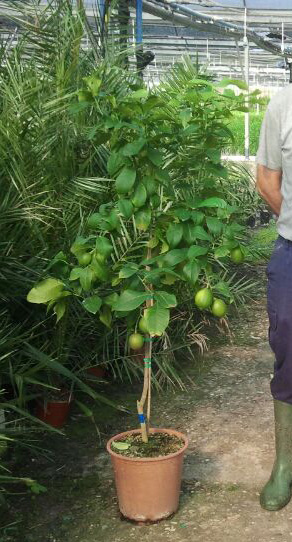 Limonero eureka vivero
